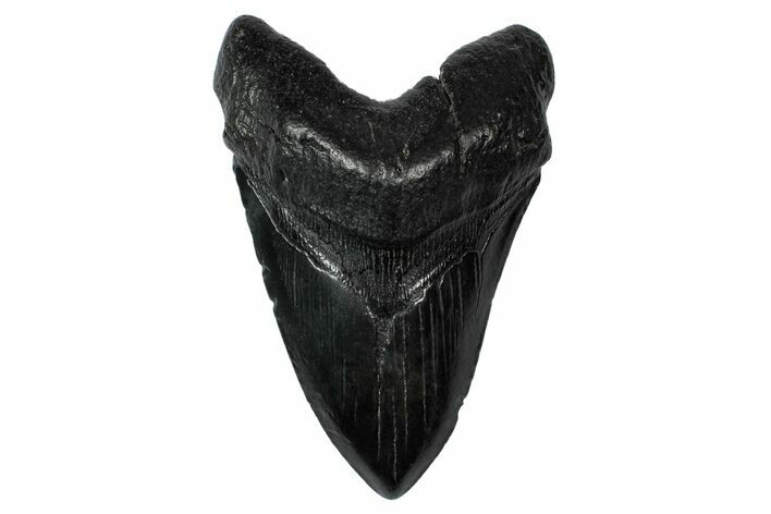 Fossil Megalodon Tooth - South Carolina #340204